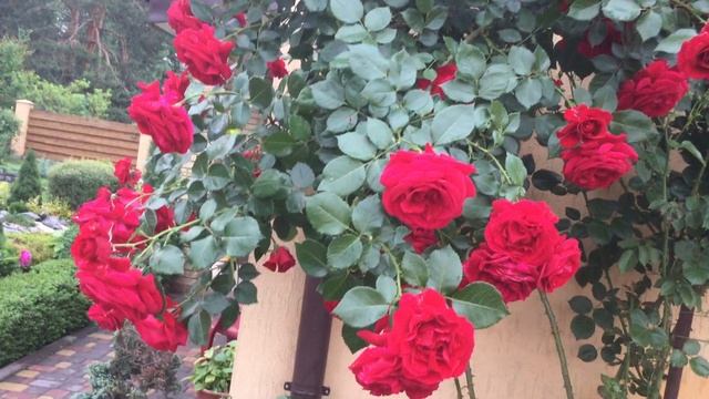 Розы В моем саду. Роза Симпатия смотреть онлайн