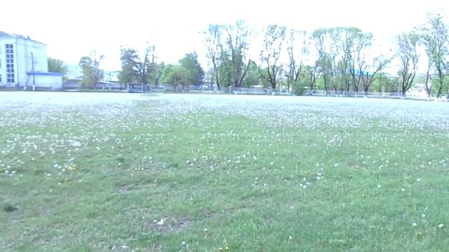 Одуванчики в станице Удобной