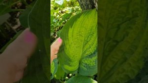 ГИГАНТСКИЕ ХОСТЫ, сорт #хосты #цветы #купитьхосту