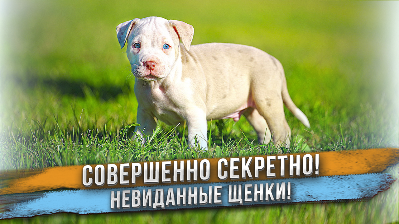 Мы скрывали щенков от всех! ? Невиданные ранее щенки смотреть онлайн