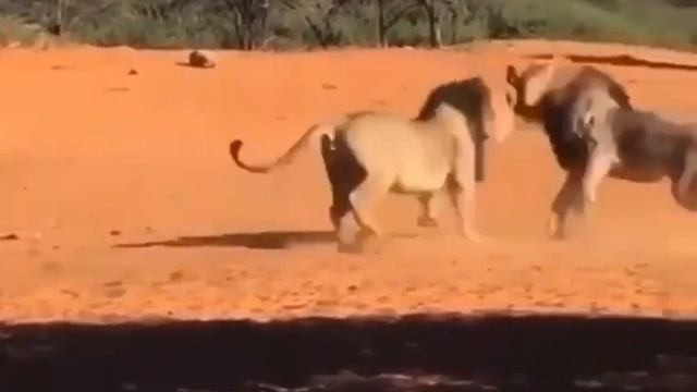 битва царей всех зверей ? смотреть онлайн