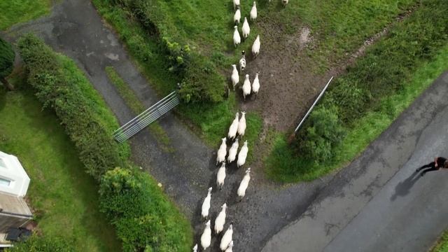 Weaning the HOGGS and a sorting through lambs at home. смотреть онлайн