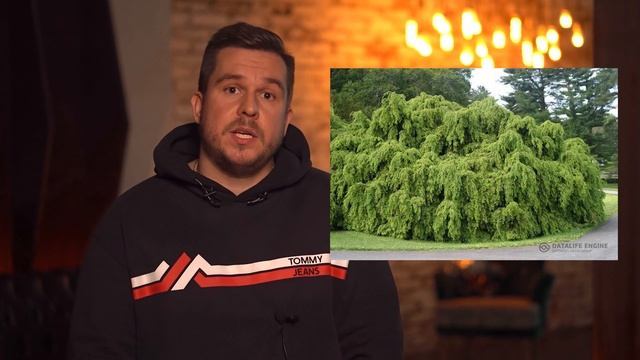 Из чего сделать живую изгородь? А что если не туя смарагд? смотреть онлайн