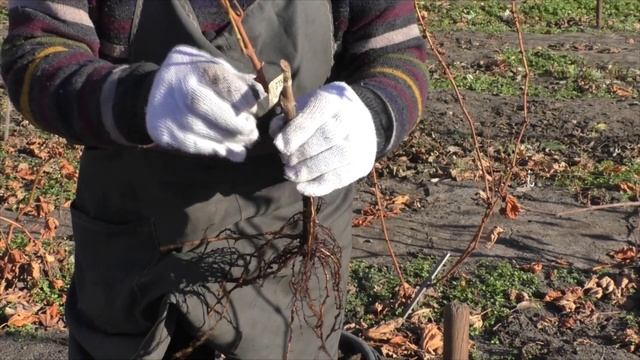 Посадка винограда с открытой корневой системой от А до Я! смотреть онлайн