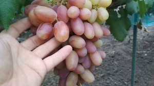 Виноград - Шахириада .