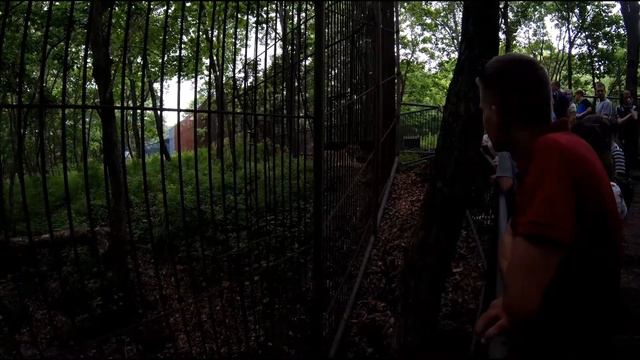 Сафари парк - тигрица Уссури смотреть онлайн