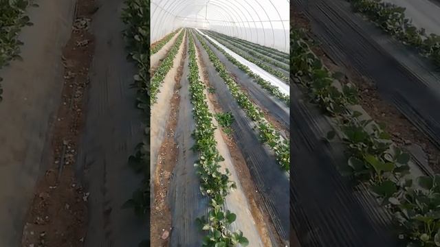 Клубника Сорт Кабрила в Теплице. смотреть онлайн