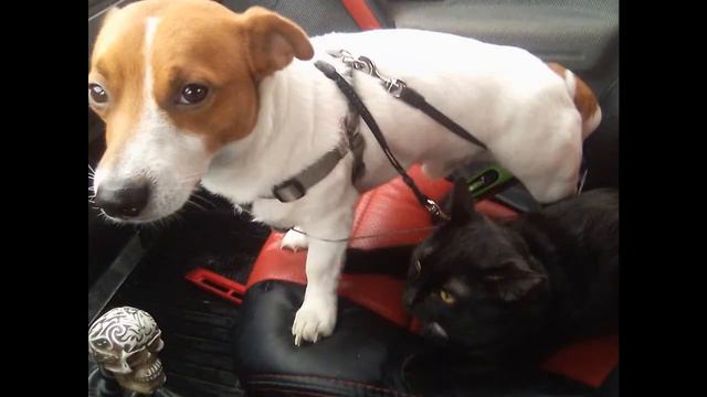 Моя любимая рыжая морда! смотреть онлайн