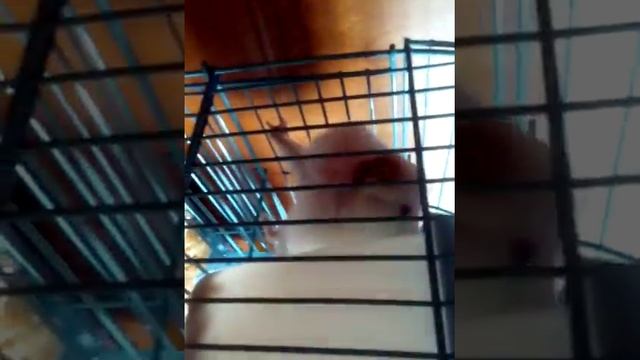 Хомяк Пушок с бананом за щекой смотреть онлайн