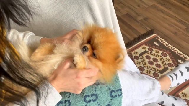 Стрижка когтей шпицу. Померанский Шпиц не любит когтерез. Уход за лапами Микки. Часть 1 смотреть онлайн