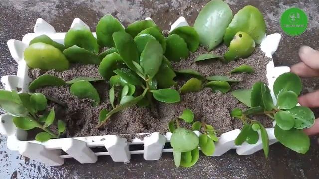 How To Plant Trees Bryophyllum Pinnatum ǀ Kalanchoe Pinnata Bryophyllum Calycinum