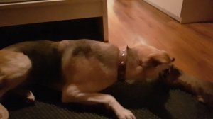 АБИССИНСКАЯ КОШКА ИГРАЕТ С Собакой