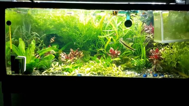 Подводный мир. Аквариум 150 литров смотреть онлайн