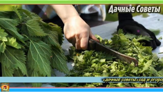 Вот какую СМЕСЬ я закладываю в ЛУНКУ при пересадке Огурцов Томатов и Перцев Получаем ранний УРОЖАЙ смотреть онлайн