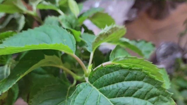 new plant haul || planting new shrub and perennial plants #hydrangeas #coreopsis #perennial смотреть онлайн