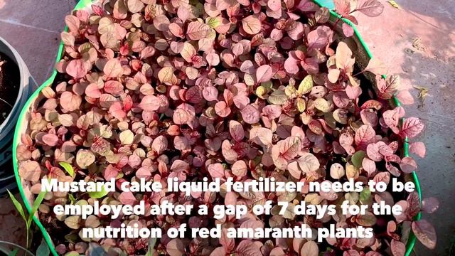Complete Tutorial On Red Amaranth/How To Grow Organic Red Amaranth In Grow Bag Or Container At Home смотреть онлайн