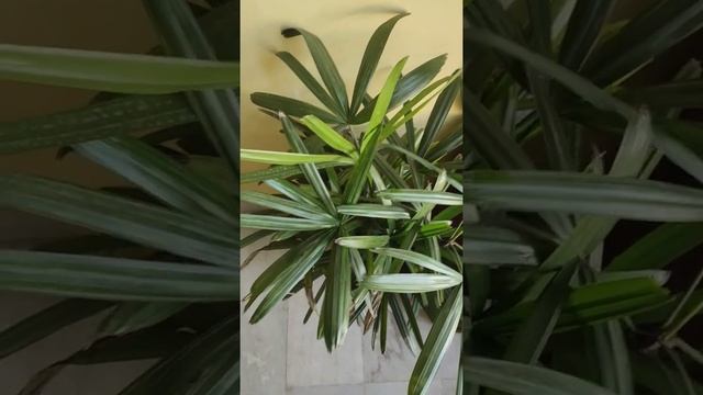 Lady Palm Rhapis Excelsa plant смотреть онлайн