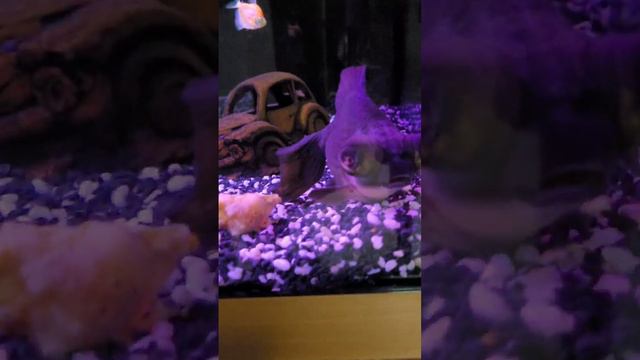 Анапа, пансионат София, аквариум, прикольная рыба