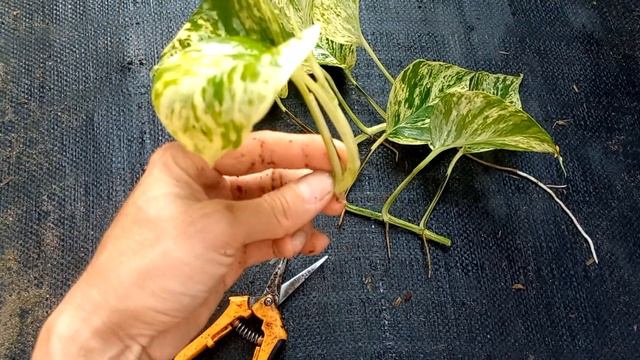 Cách Nhân Giống Cây Trầu Bà Sữa Lá Nhọn ( Marble Queen Pothos) Tại Nhà