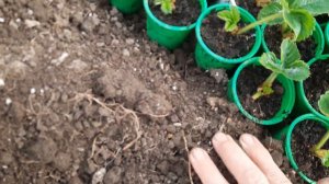 Так сохраняю рассаду клубники до весны