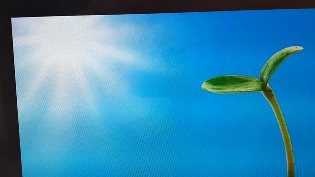 12 августа 2022 г. Феликс Кривин "Подсолнух". Читает Ольга Алистратова смотреть онлайн