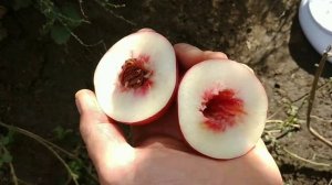 Нектарин Септембер Квін. Nectarine September Queen. Дуже пізній нектарин, який закриває сезон.