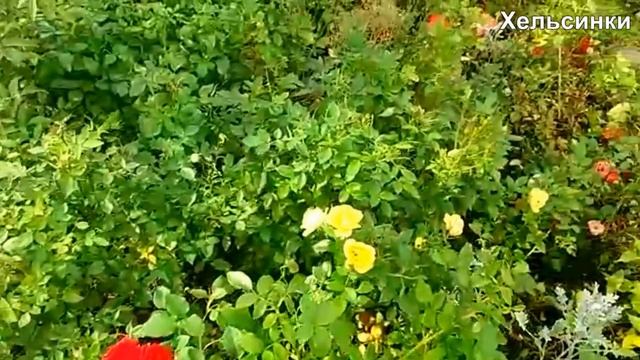 Водолей – самый свободолюбивый знак зодиака. смотреть онлайн