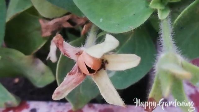 Collecting Petunia Seeds for Next Season (Urdu/Hindi) смотреть онлайн