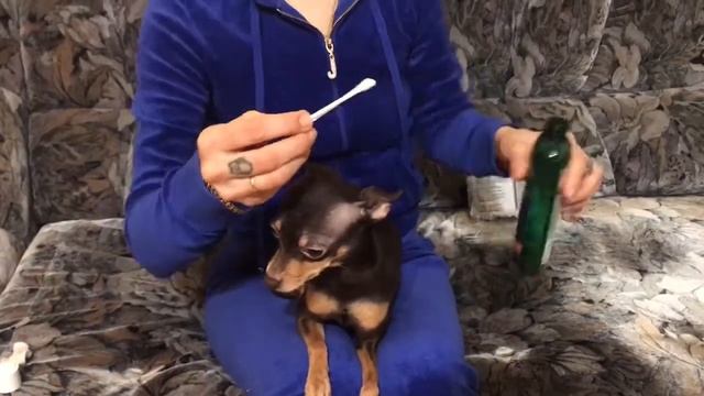 Уход за деснами собаки смотреть онлайн