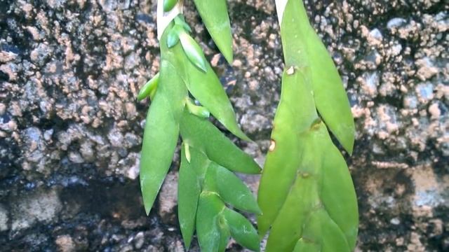 Орхидея на блоке #Дендробиум Ансепс растит деток/Dendobium Anceps, keiki. #Доминикана смотреть онлайн