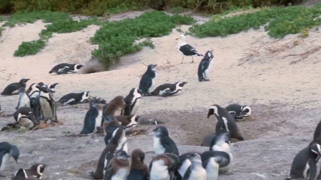 WILD SOUTH | Amazing Nature of Southern Africa Full Documentary смотреть онлайн