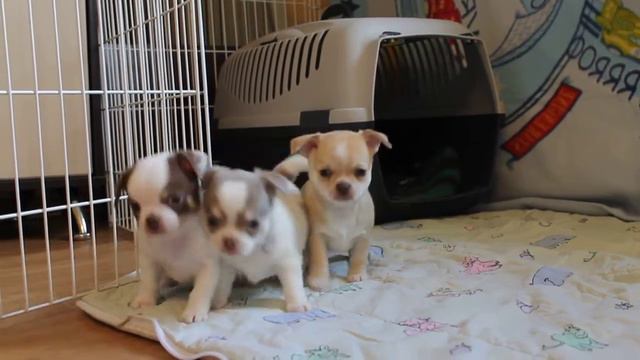 Щенки чихуа от 1 мая 2016 г.
