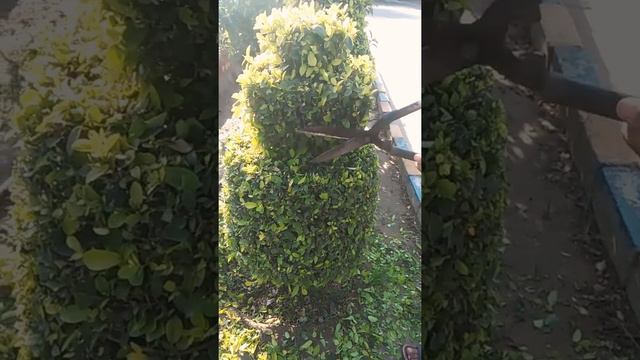 how to make ficus topiary at home |give shape to ficus with hand cutter#greenland#handcutter#gd смотреть онлайн
