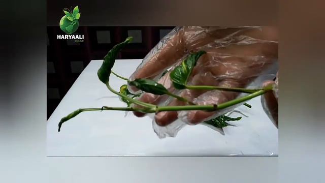 Shangrila Pothos / Sleeping Pothos (Care Tips and Propagation)