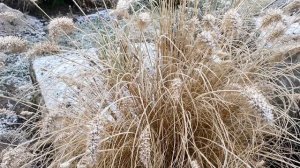 Пеннисетум лисохвостный. Обзор сада лето-зима.