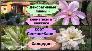 Декоративные лианы - клематисы и княжики. Сорт Сен-но-Казе и Халцедон.