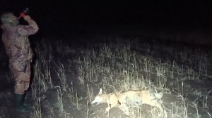 Охота на волка на вабу. Память на всю жизнь,мой первый волк на вабу.#охота#волк#охотанаволка#ваба