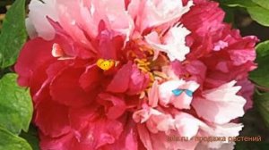 Пион древовидный Сестры Киао (paeonia suffruticosa) ? обзор: как сажать, саженцы пиона Сестры Киао