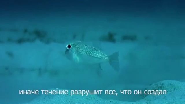 VID 20170504 WA0006 смотреть онлайн