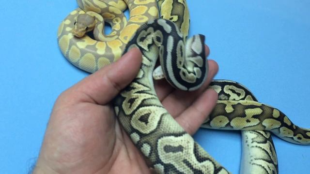 Королевские питоны, Самец Банана, Самка Баттер ЛП и Самка Пьютте смотреть онлайн