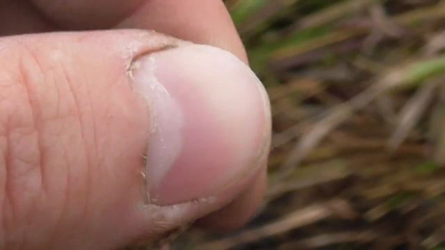 Осенний выезд увенчался россыпью советских монет! Поиск монет и крестиков с Minelab Safari смотреть онлайн