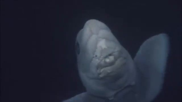 Акула-призрак смотреть онлайн