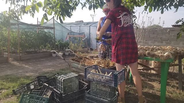 Наша жизнь в селе \ Теперь об этом знают все \ Убрали чеснок на хранение \Закрутили компоты и огурц смотреть онлайн