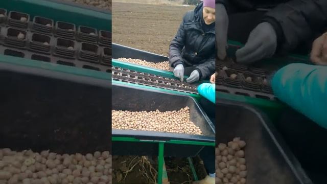 Посадка чеснока кругляк под трактор смотреть онлайн
