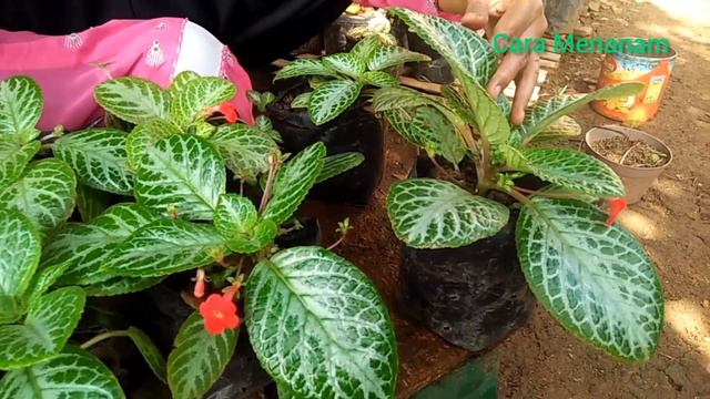 CARA MERAWAT TANAMAN EPISCIA AGAR TUMBUH SUBUR DAN BERDAUN LEBAR