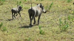 Африканские бородавочники