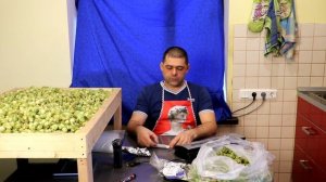 Стоит ли выращивать хмель? Считаем стоимость хмеля с одного куста.