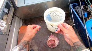 Сом на свиную печень!.mp4