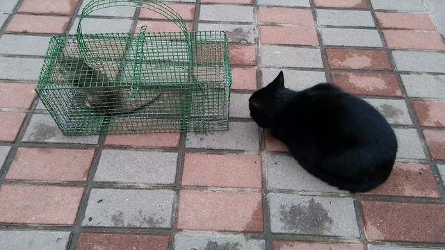 Крыса и котенок смотреть онлайн