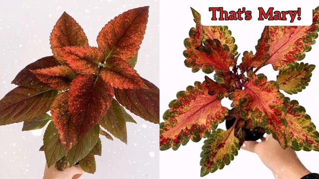 VARIETIES OF COLEUS PLANTS / Names and Identification смотреть онлайн